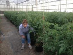 fresh tomatos